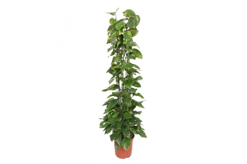 Epipremnum aureum zuilvorm op rek 