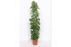 Epipremnum aureum zuilvorm op rek 