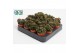 Peperomia Peperomia Silver Spark tanz 3 pp 