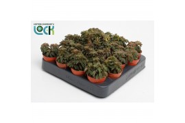 Peperomia Peperomia Silver Spark tanz 3 pp