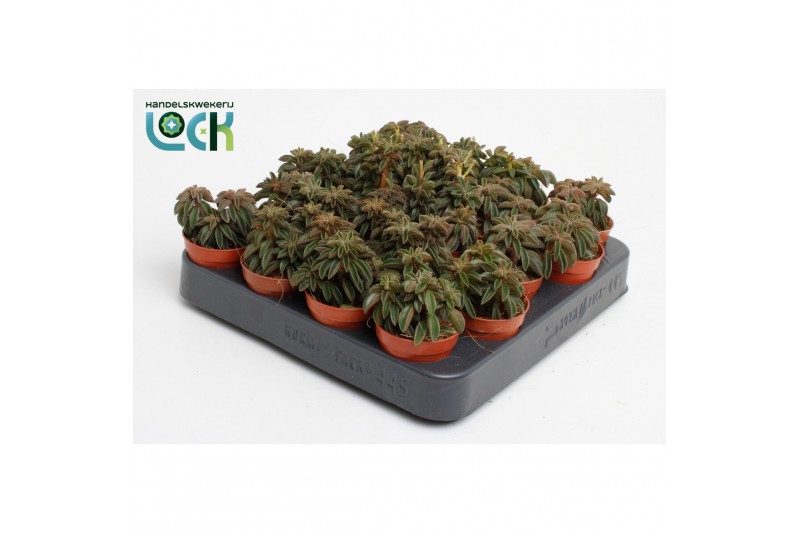 Peperomia Peperomia Silver Spark tanz 3 pp 