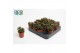 Peperomia Peperomia Silver Spark tanz 3 pp 