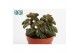 Peperomia Peperomia Silver Spark tanz 3 pp 