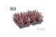 Kalanchoe tomentosa Make Upz Pink 