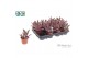 Kalanchoe tomentosa Make Upz Pink 