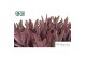 Kalanchoe tomentosa Make Upz Pink 