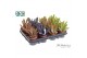 Kalanchoe tomentosa Make Upz Mix 