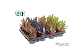 Kalanchoe tomentosa Make Upz Mix