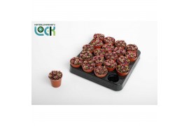 Succulenten Annecampseros sunrise,