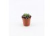 Succulenten Annecampseros sunrise, 
