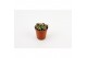 Succulenten Annecampseros sunrise, 