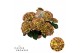Hydrangea macr. hi moon Bicolor 7-8 Bloem 