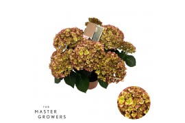Hydrangea macr. hi moon Bicolor 7-8 Bloem