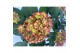 Hydrangea macr. hi moon Bicolor 7-8 Bloem 