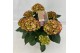 Hydrangea macr. hi moon Bicolor 7-8 Bloem 