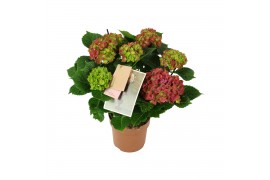 Hydrangea macr. saxon schloss wackerbarth Rood 5-6 Bloem