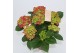 Hydrangea macr. saxon schloss wackerbarth Rood 5-6 Bloem 