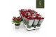 Rosa apache kordana rood 