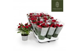 Rosa apache kordana rood