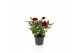 Rosa apache kordana rood 