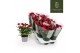 Rosa apache kordana rood 