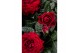 Rosa apache kordana rood 