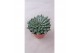 Succulenten Graptopetalum rusbyi 