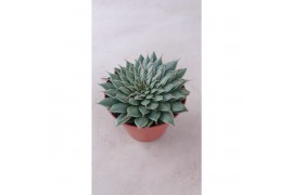 Succulenten Graptopetalum rusbyi