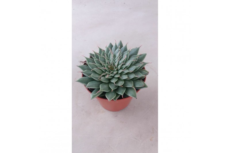 Succulenten Graptopetalum rusbyi 