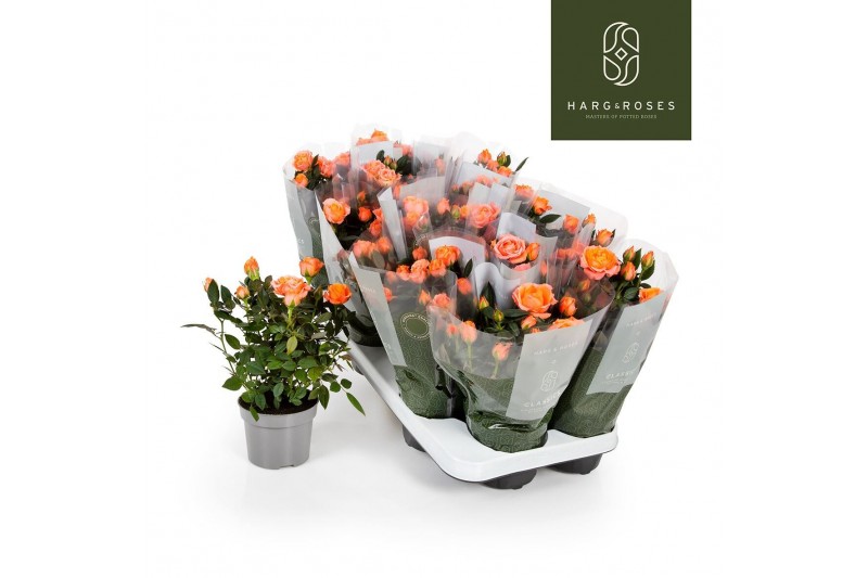 Rosa aloha kordana zalm 