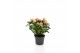 Rosa aloha kordana zalm 