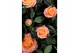 Rosa aloha kordana zalm 