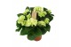 Hydrangea macr. schneeball Wit 7-8 Bloem 