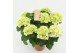 Hydrangea macr. schneeball Wit 7-8 Bloem 