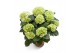 Hydrangea macr. schneeball Wit 7-8 Bloem 