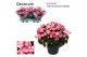 Begonia (elatior grp) betulia candy Decorum 