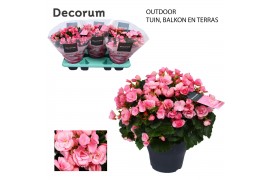 Begonia (elatior grp) betulia candy Decorum