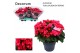 Begonia (elatior grp) betulia bright pink Decorum 