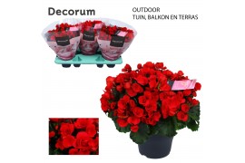 Begonia (elatior grp) betulia red outdoor Decorum