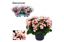 Begonia elatior en. betulia licht roze decorum