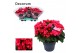 Begonia elatior en. betulia pink lila decorum,2 pp 