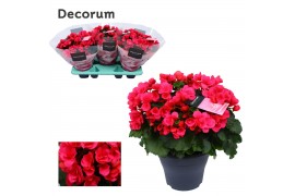 Begonia elatior en. betulia pink lila decorum,2 pp