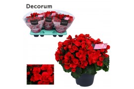 Begonia elatior en. betulia rood decorum,2 pp