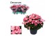 Begonia elatior en. betulia candy roze decorum,2 pp 