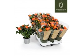 Rosa bengali kordana grande oranje