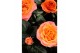 Rosa bengali kordana grande oranje 