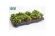 Peperomia happy bean 