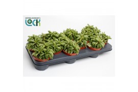 Peperomia happy bean