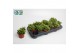 Peperomia happy bean 