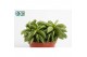 Peperomia happy bean 